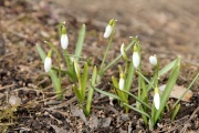 12 апреля, на Пасху распустились первые цветы