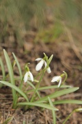 12 апреля, на Пасху распустились первые цветы. (Галантус)